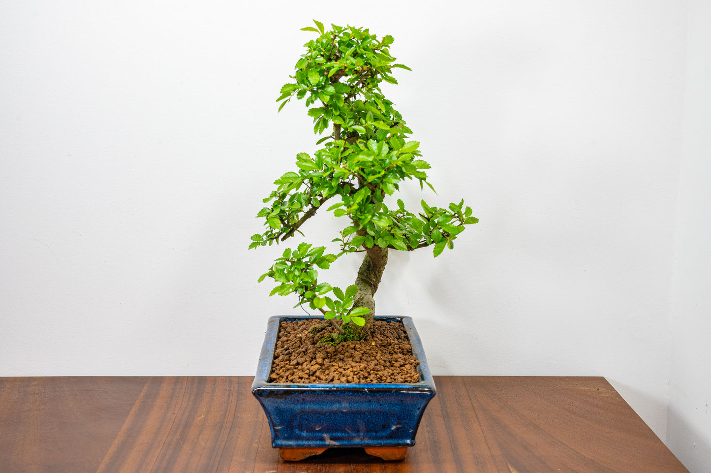 Chinese Elm Bonsai and Care Kit in 25cm Navy Ceramic Pot