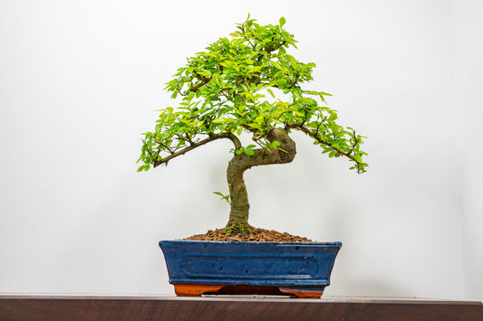 Chinese Elm Bonsai and Care Kit in 25cm Navy Ceramic Pot