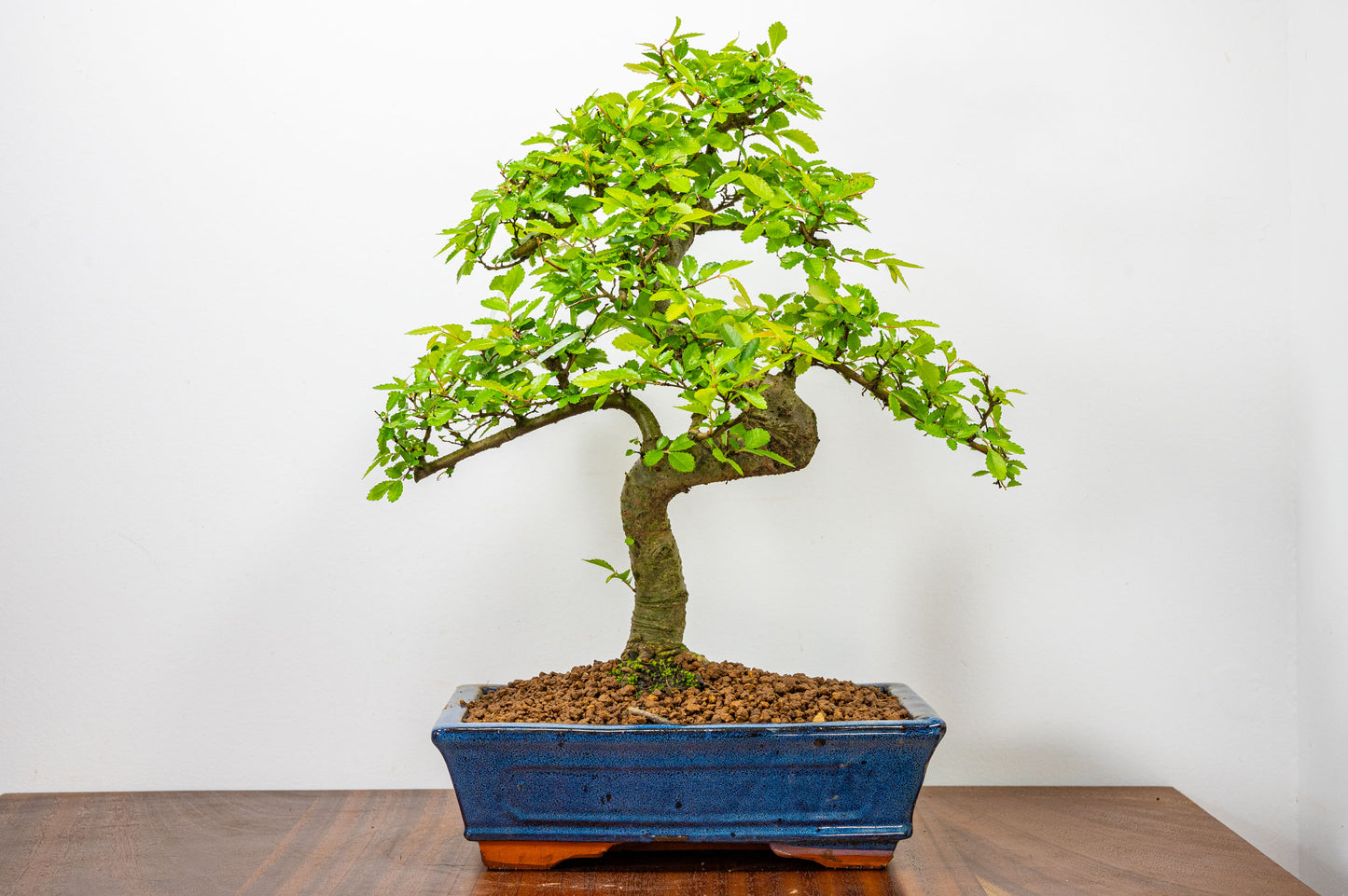 Chinese Elm Bonsai and Care Kit in 25cm Navy Ceramic Pot