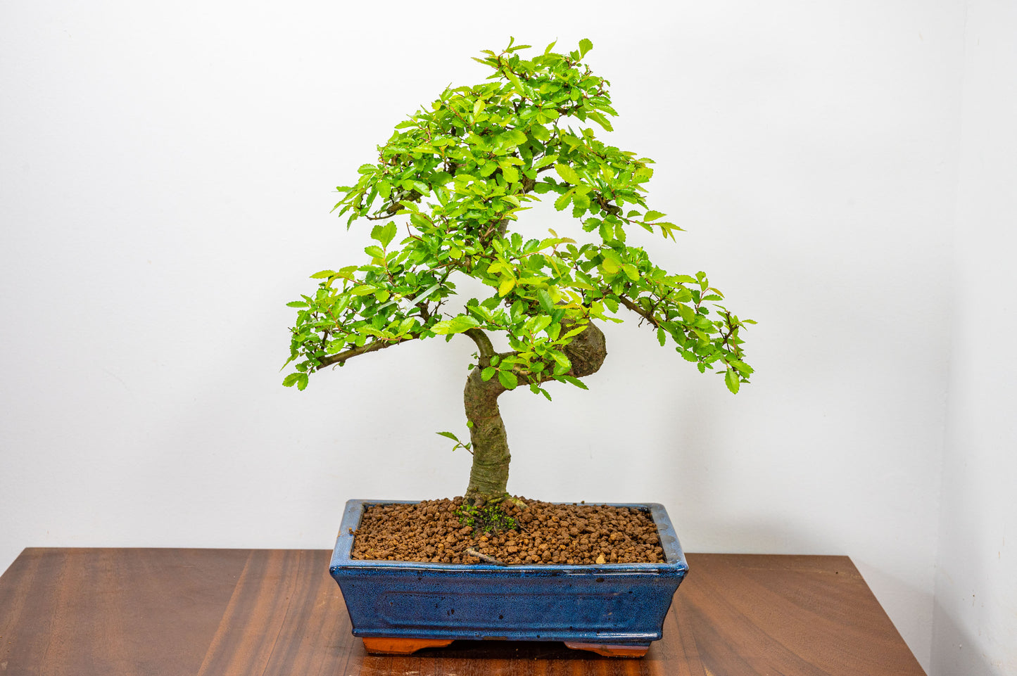 Chinese Elm Bonsai and Care Kit in 25cm Navy Ceramic Pot