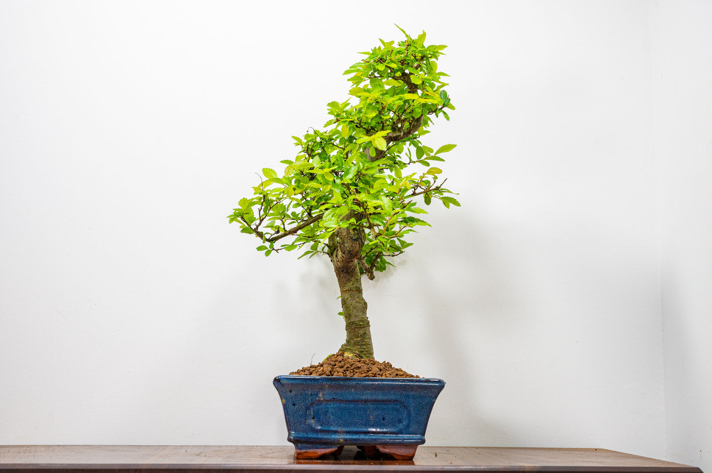 Chinese Elm Bonsai and Care Kit in 25cm Navy Ceramic Pot