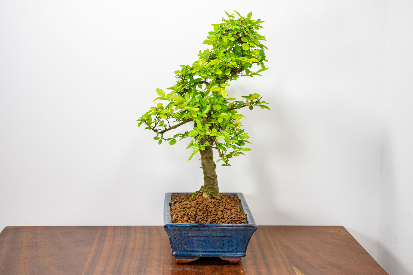 Chinese Elm Bonsai and Care Kit in 25cm Navy Ceramic Pot