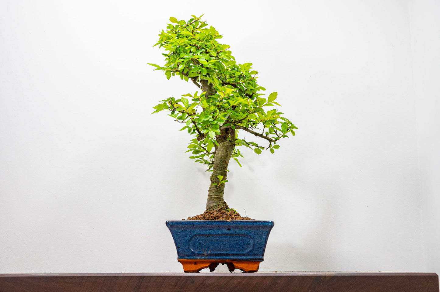 Chinese Elm Bonsai and Care Kit in 25cm Navy Ceramic Pot