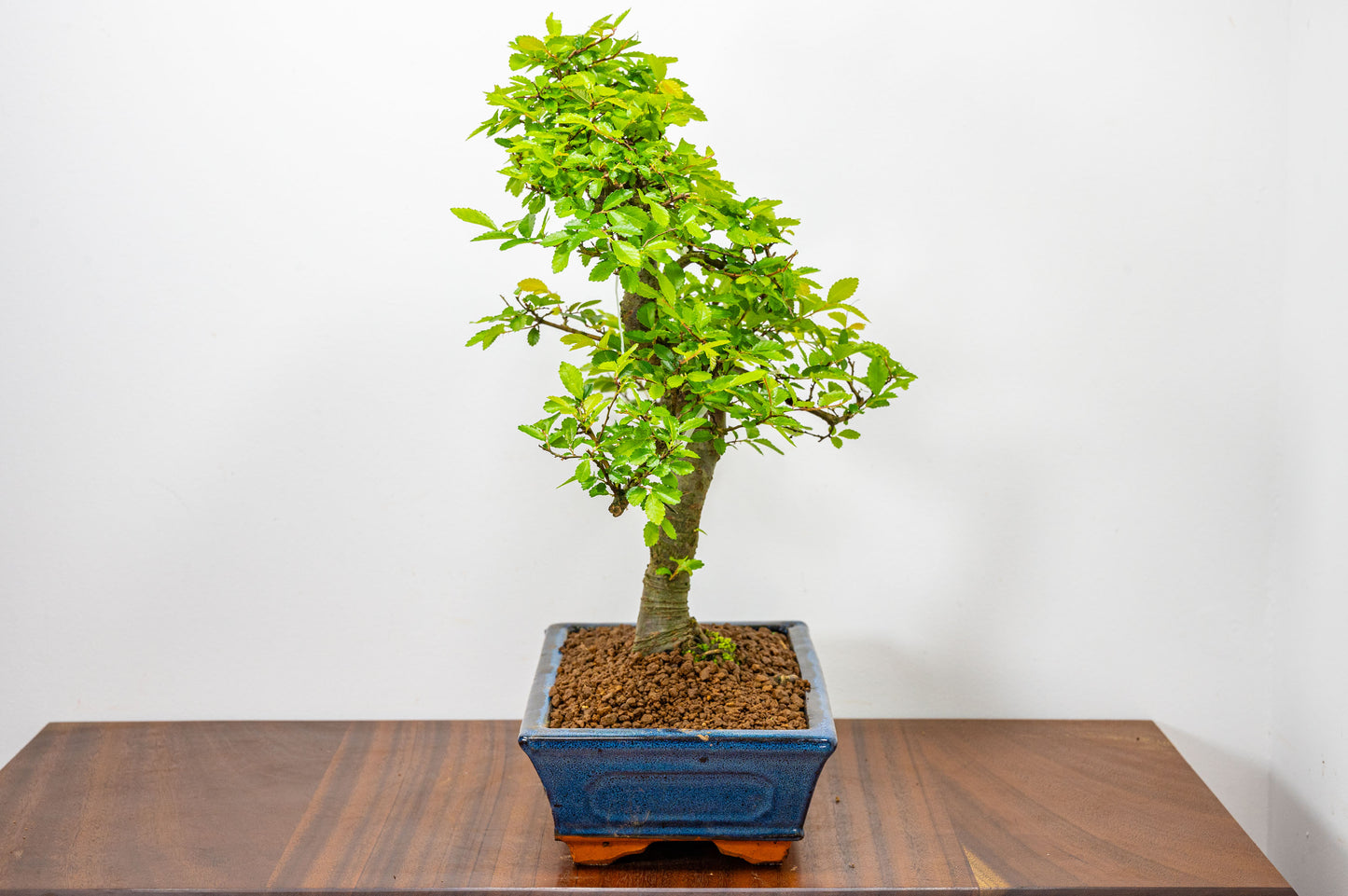 Chinese Elm Bonsai and Care Kit in 25cm Navy Ceramic Pot