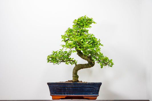 Chinese Elm Bonsai and Care Kit in 25cm Navy Ceramic Pot