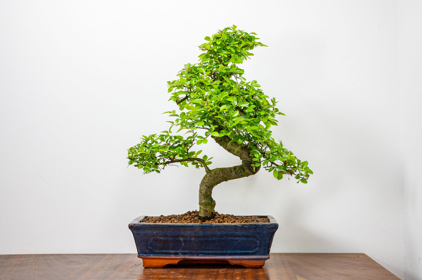 Chinese Elm Bonsai and Care Kit in 25cm Navy Ceramic Pot