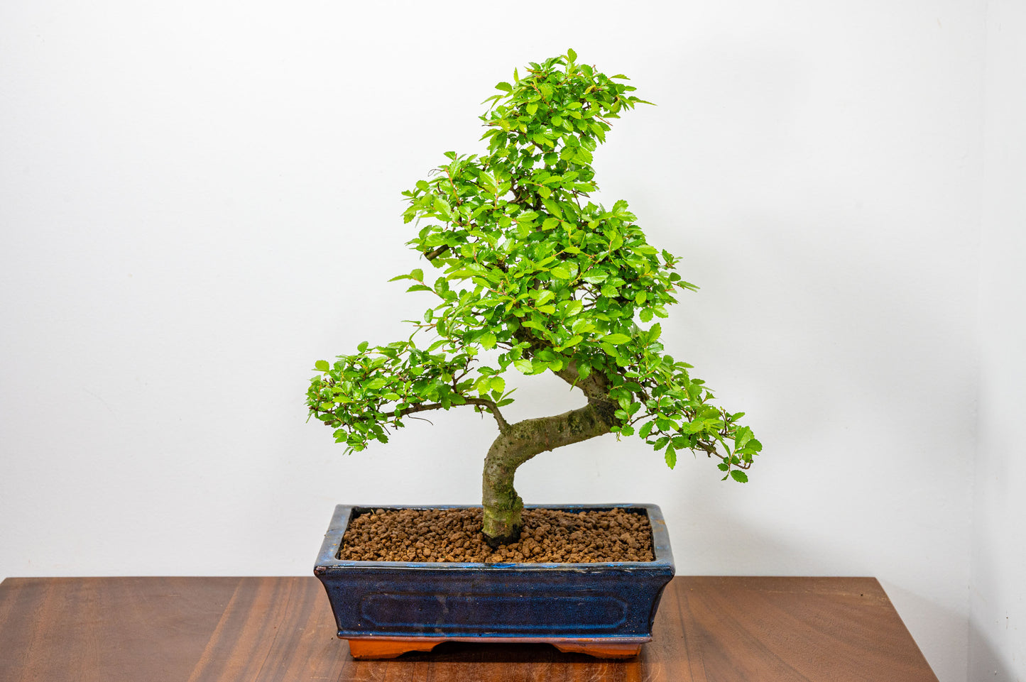 Chinese Elm Bonsai and Care Kit in 25cm Navy Ceramic Pot