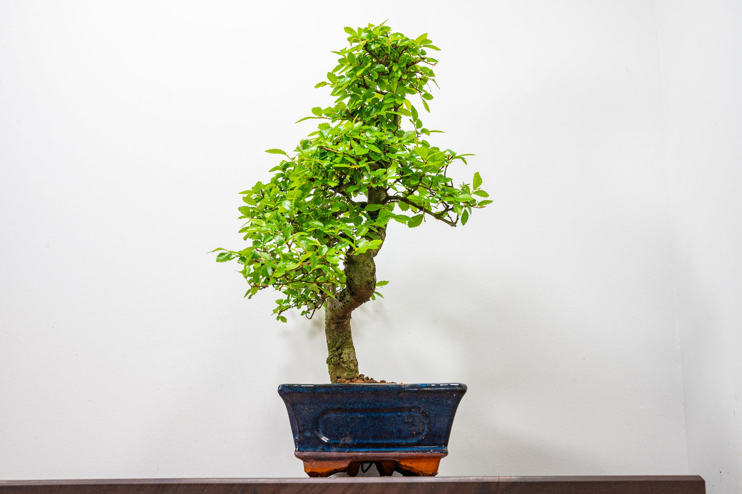 Chinese Elm Bonsai and Care Kit in 25cm Navy Ceramic Pot