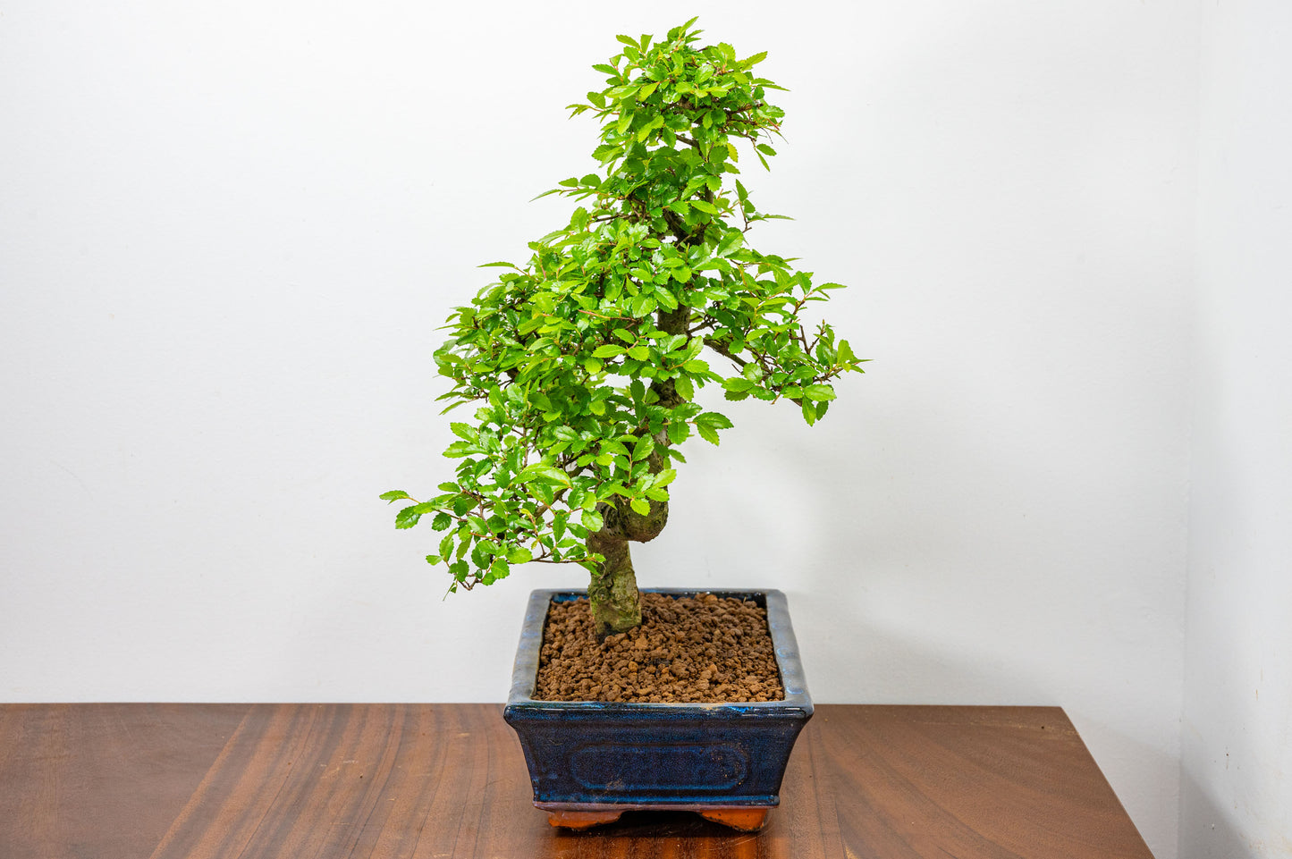 Chinese Elm Bonsai and Care Kit in 25cm Navy Ceramic Pot