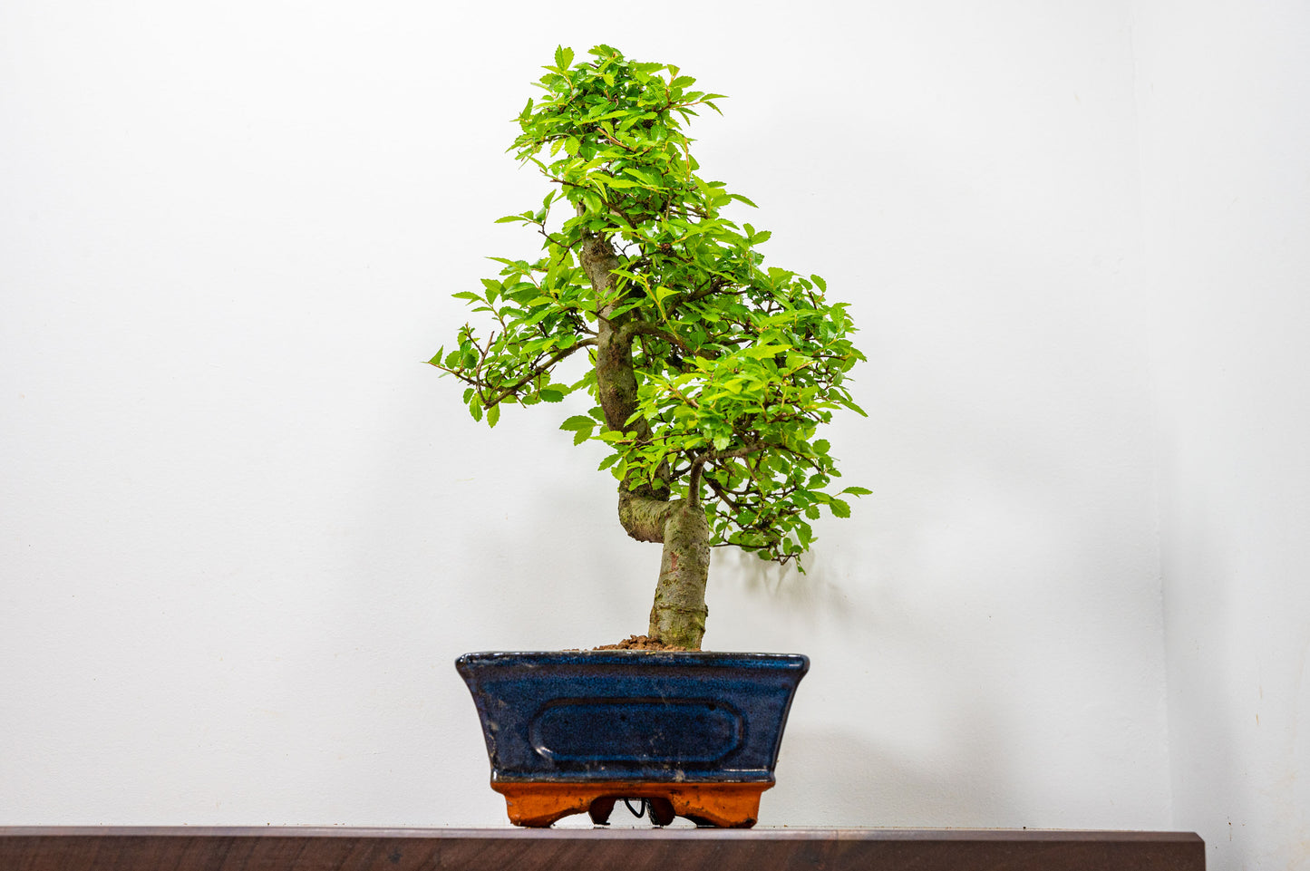 Chinese Elm Bonsai and Care Kit in 25cm Navy Ceramic Pot