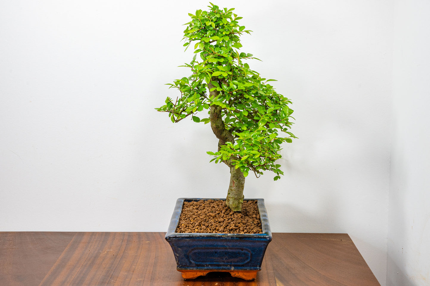 Chinese Elm Bonsai and Care Kit in 25cm Navy Ceramic Pot