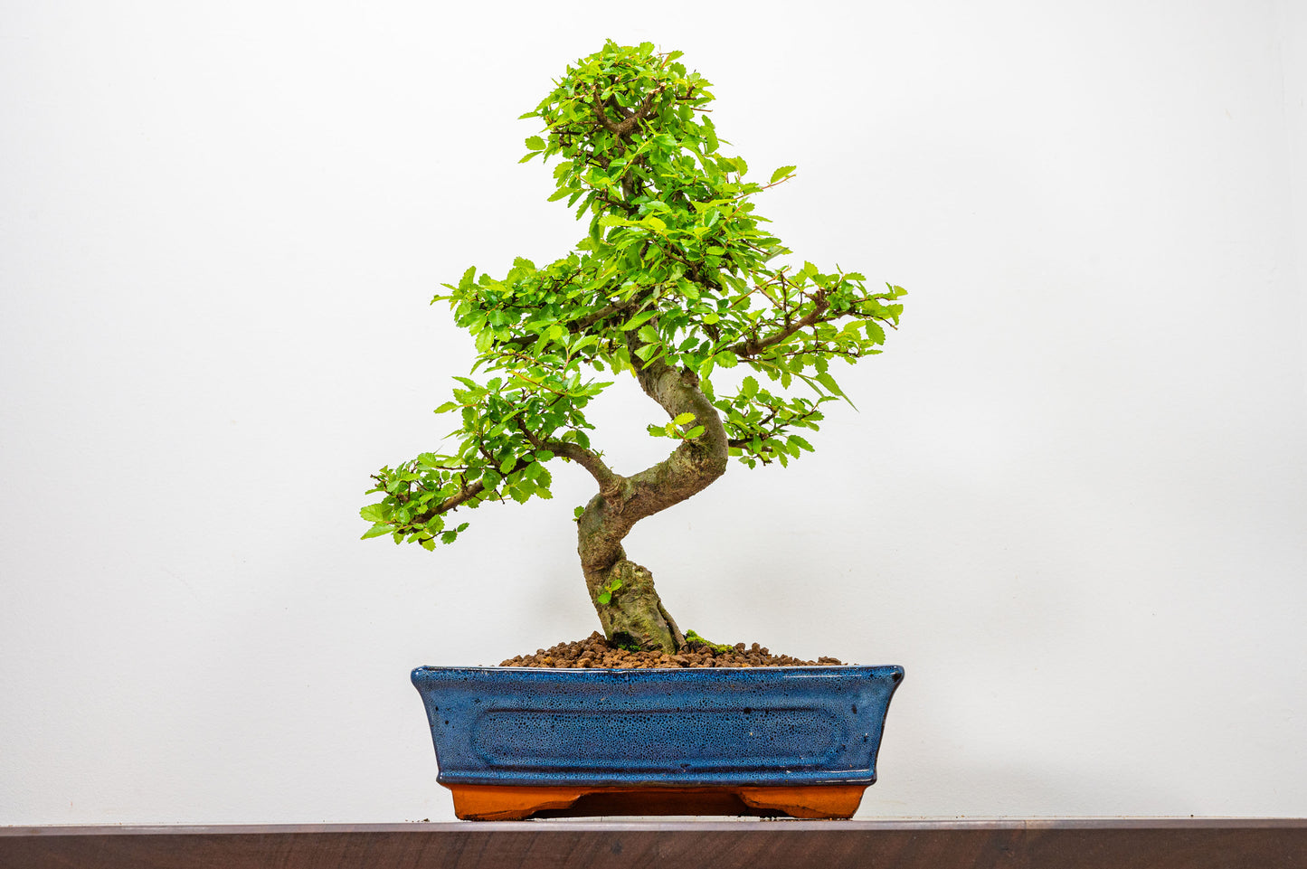 Chinese Elm Bonsai and Care Kit in 25cm Navy Ceramic Pot