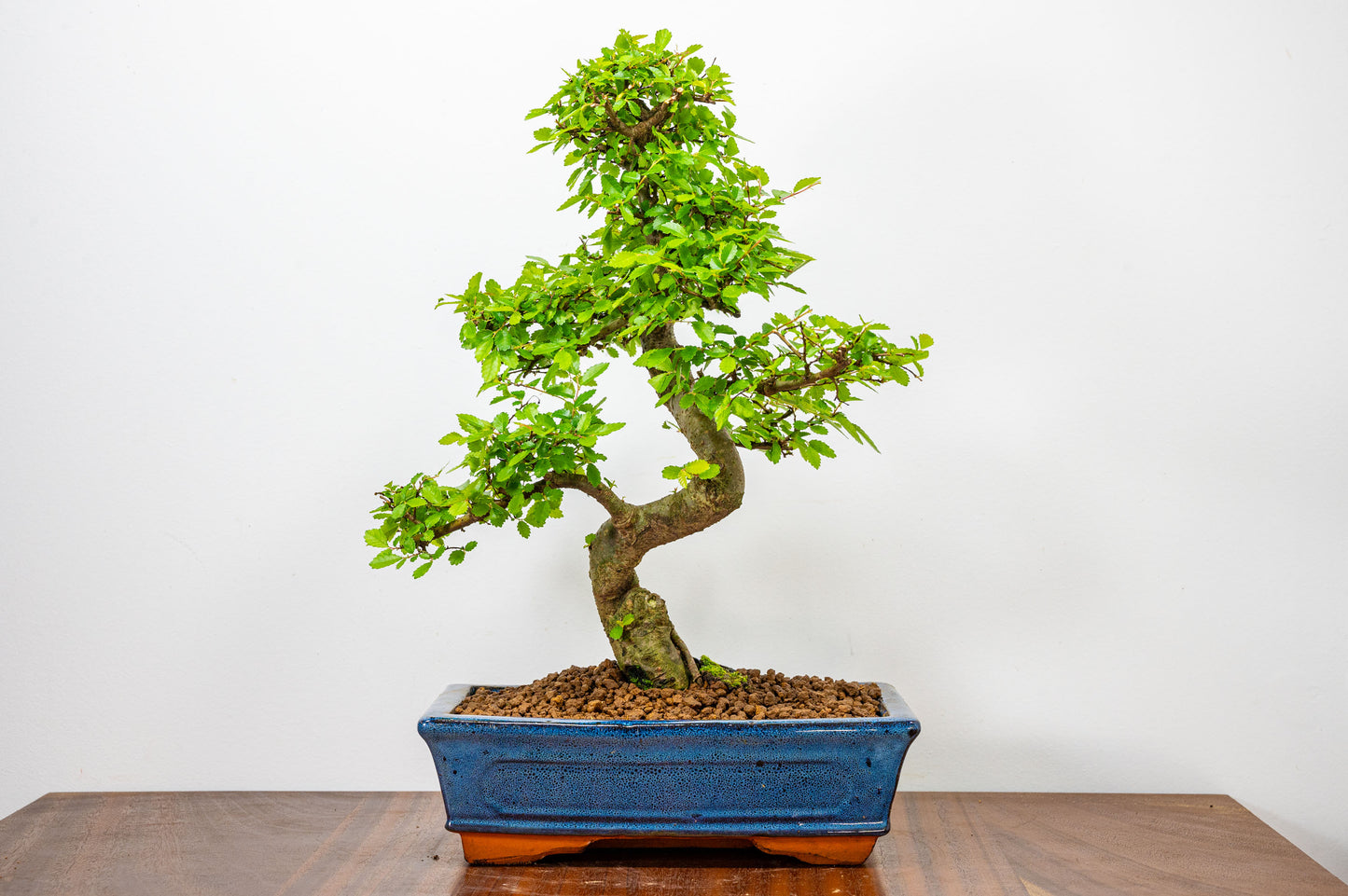 Chinese Elm Bonsai and Care Kit in 25cm Navy Ceramic Pot