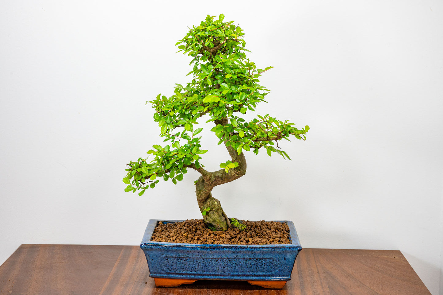 Chinese Elm Bonsai and Care Kit in 25cm Navy Ceramic Pot