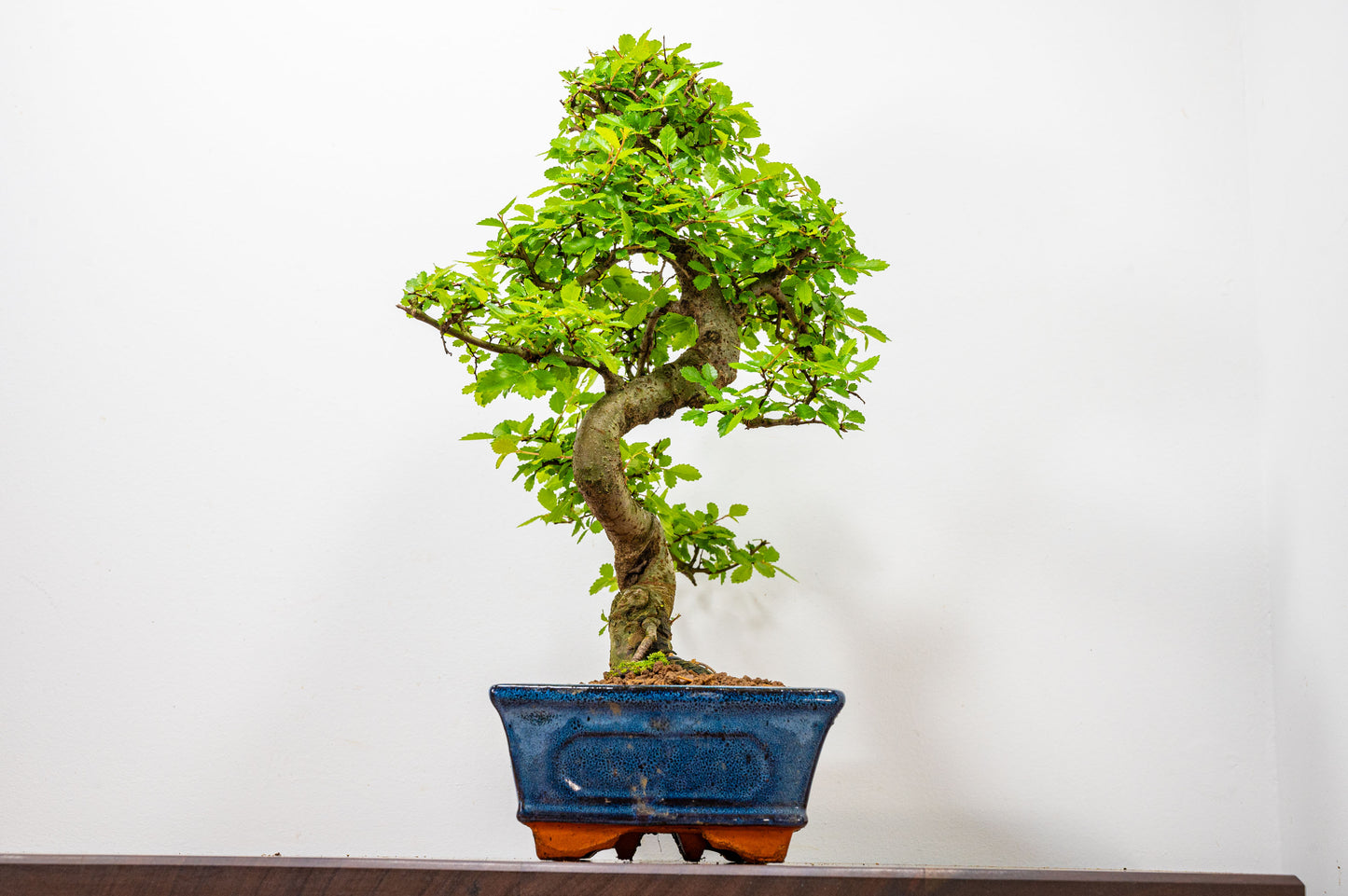 Chinese Elm Bonsai and Care Kit in 25cm Navy Ceramic Pot