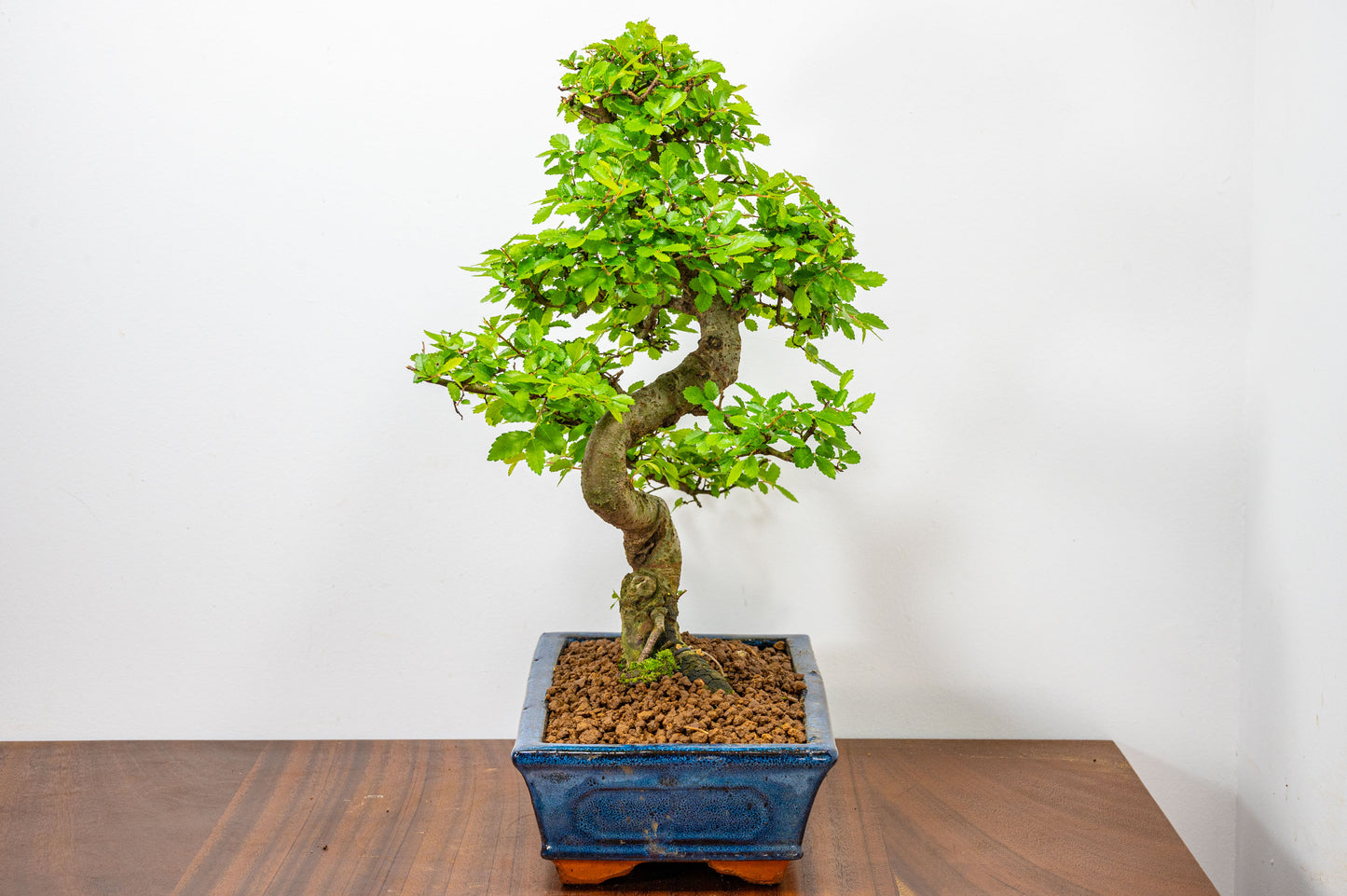 Chinese Elm Bonsai and Care Kit in 25cm Navy Ceramic Pot