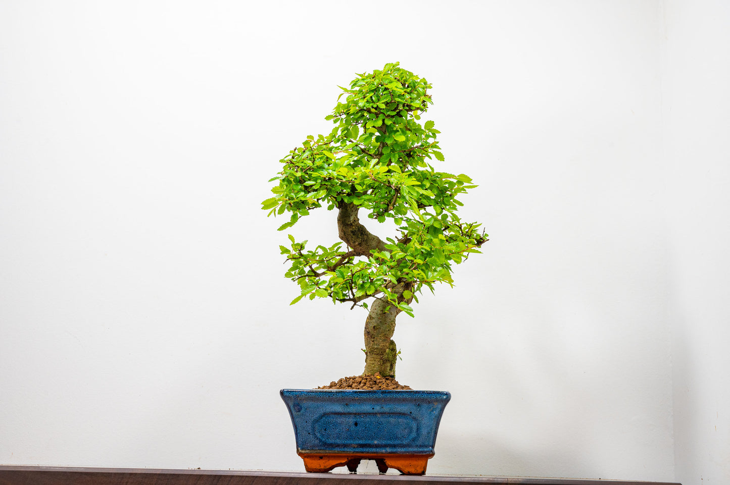 Chinese Elm Bonsai and Care Kit in 25cm Navy Ceramic Pot