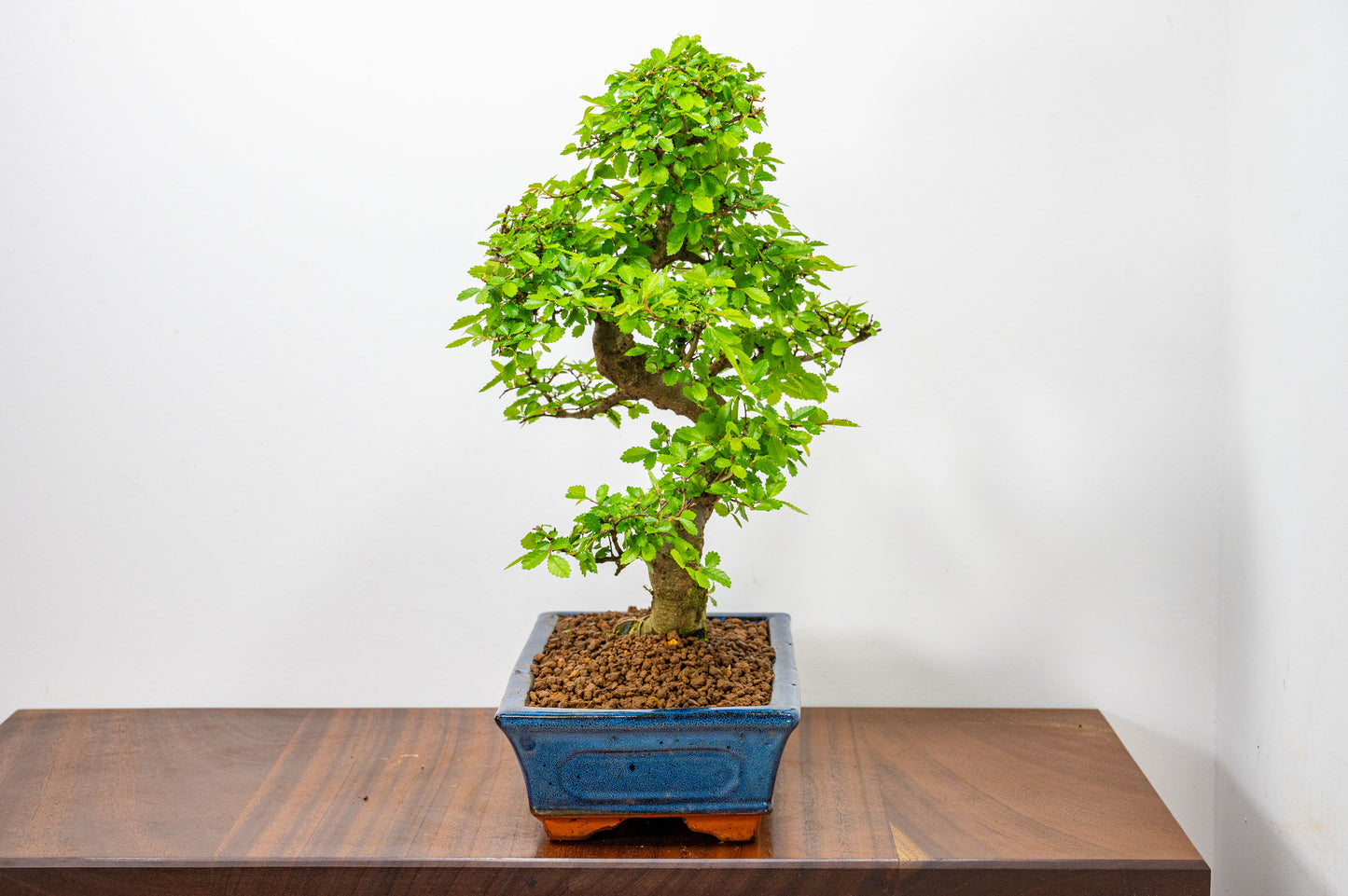 Chinese Elm Bonsai and Care Kit in 25cm Navy Ceramic Pot