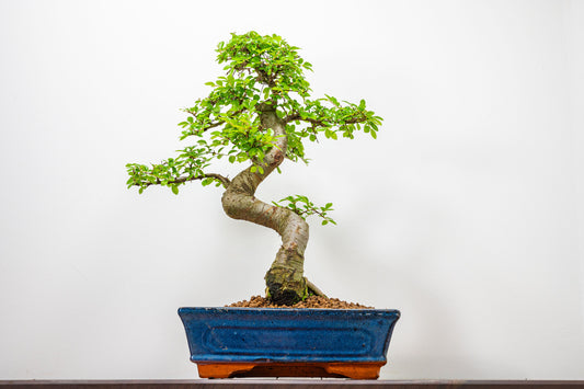 Chinese Elm Bonsai and Care Kit in 25cm Navy Ceramic Pot