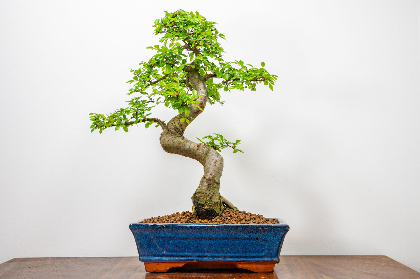 Chinese Elm Bonsai and Care Kit in 25cm Navy Ceramic Pot