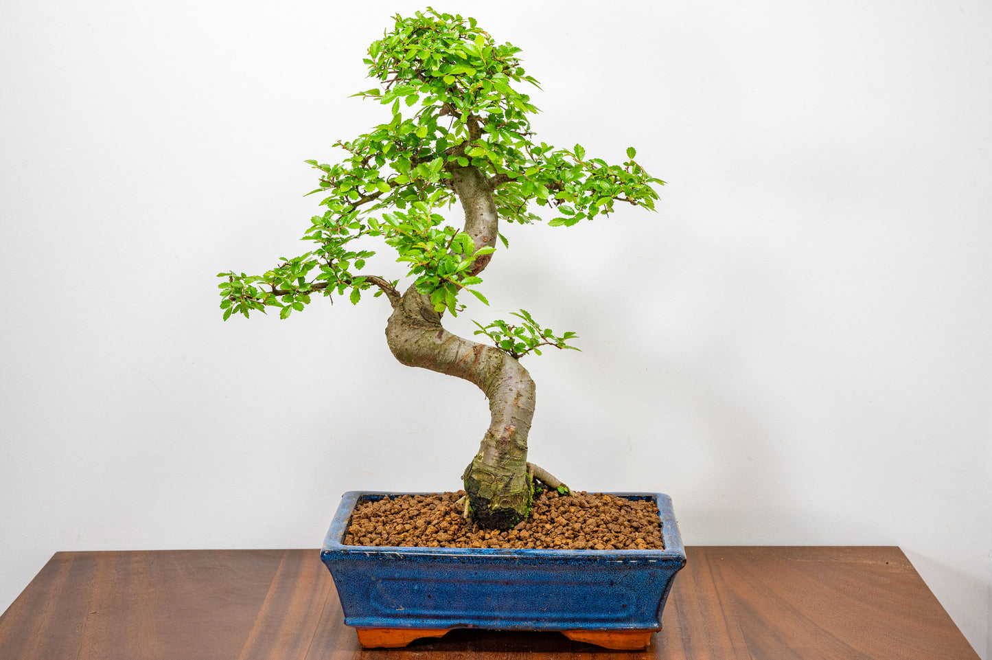 Chinese Elm Bonsai and Care Kit in 25cm Navy Ceramic Pot