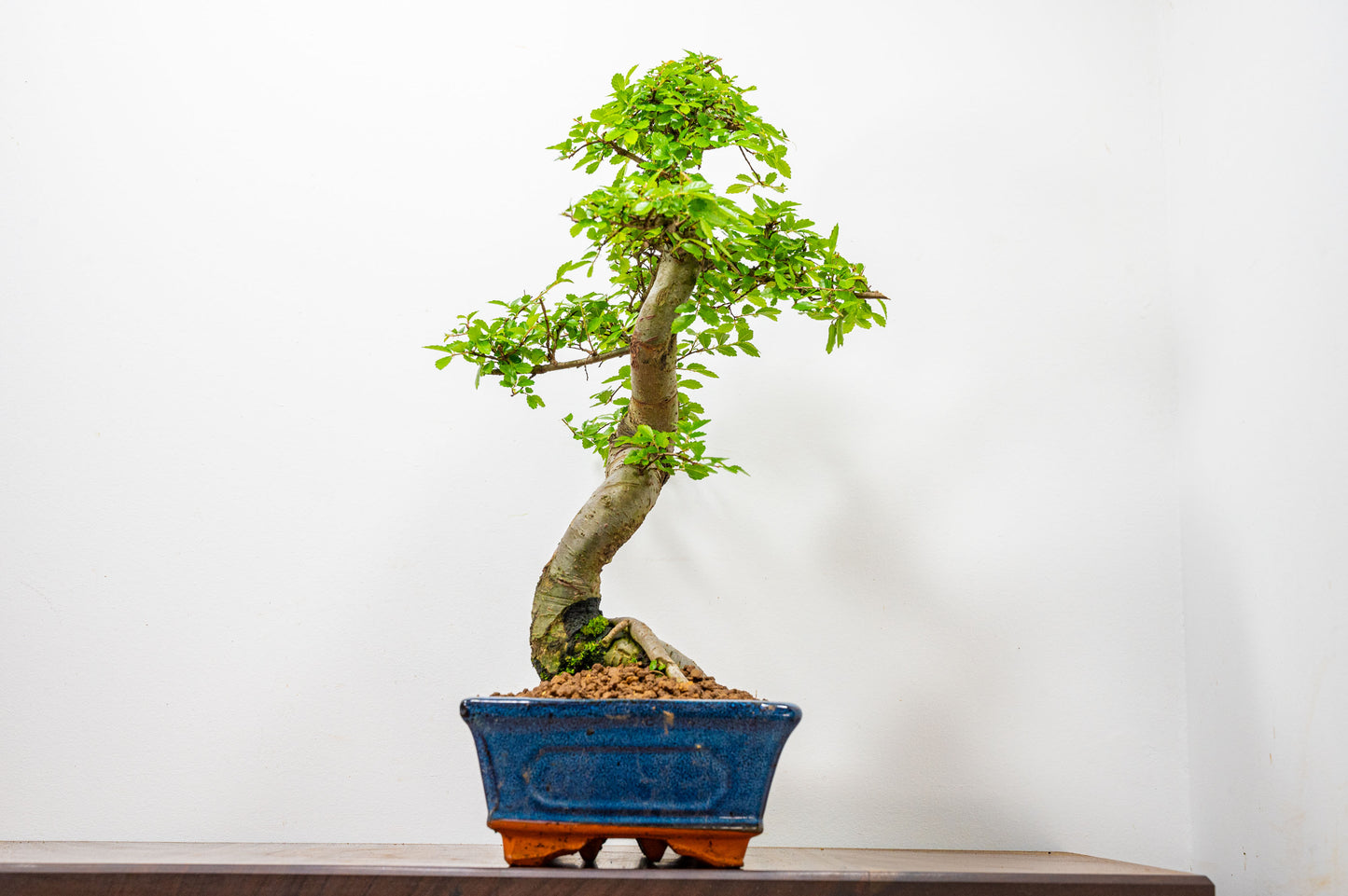 Chinese Elm Bonsai and Care Kit in 25cm Navy Ceramic Pot