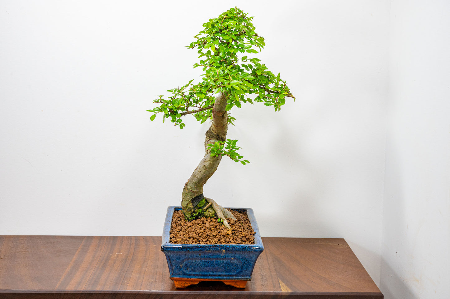 Chinese Elm Bonsai and Care Kit in 25cm Navy Ceramic Pot