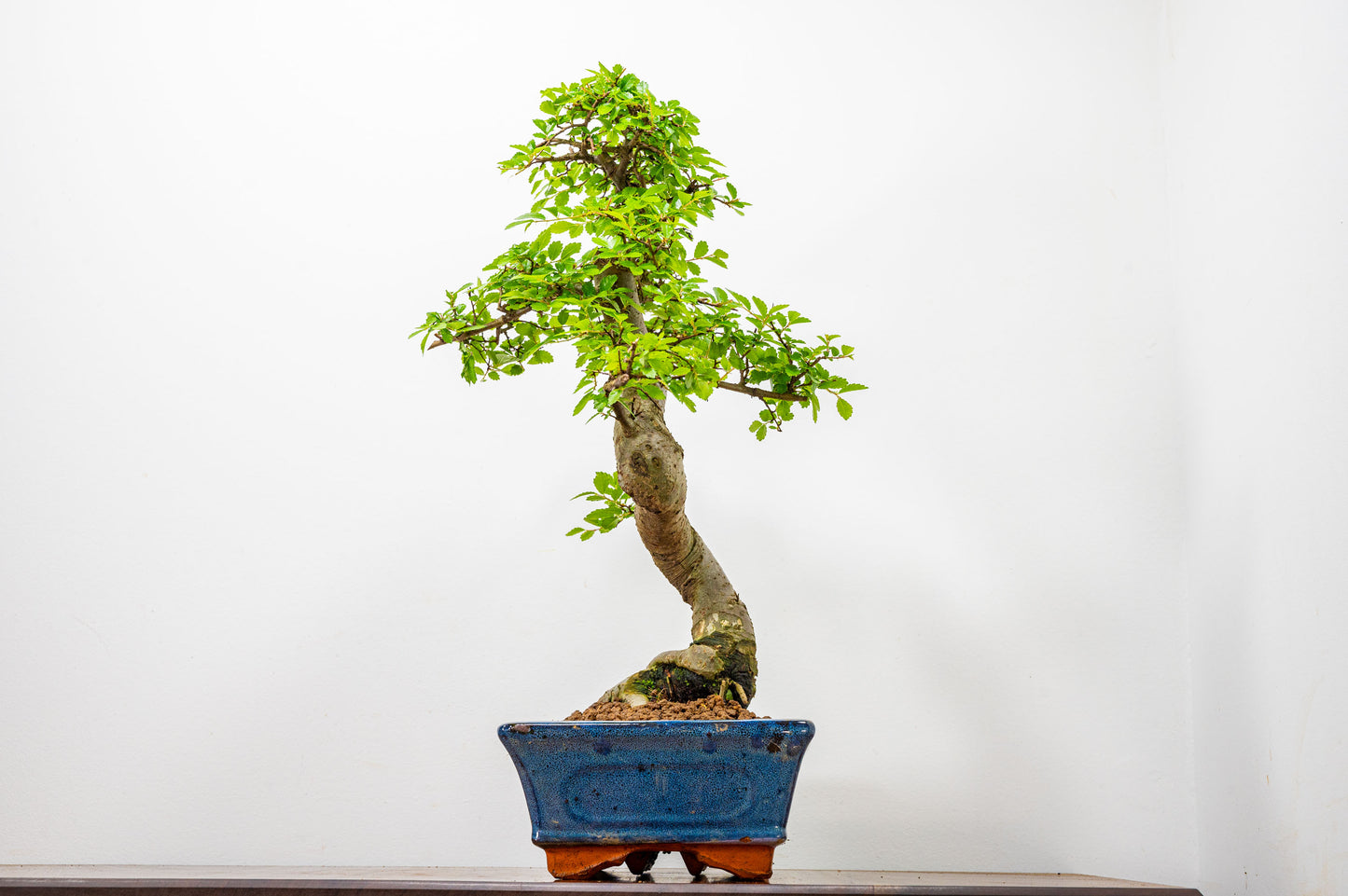 Chinese Elm Bonsai and Care Kit in 25cm Navy Ceramic Pot