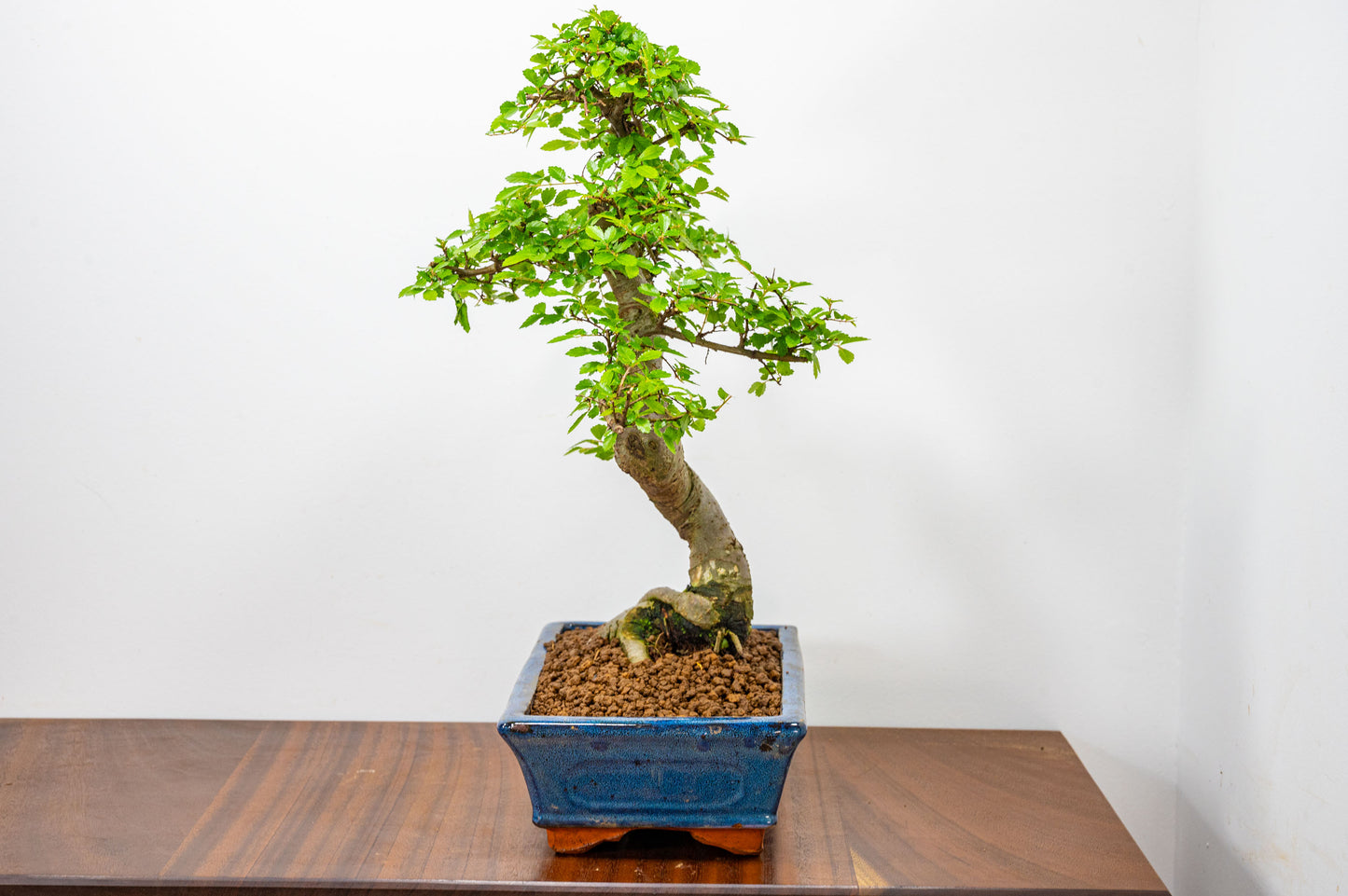 Chinese Elm Bonsai and Care Kit in 25cm Navy Ceramic Pot