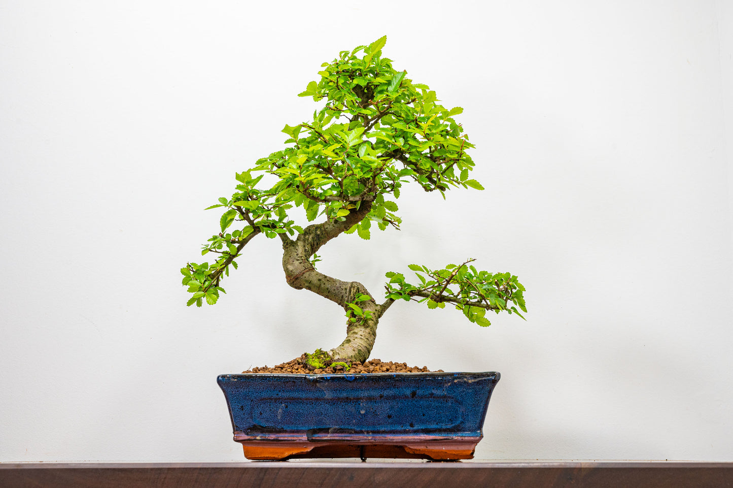 Chinese Elm Bonsai and Care Kit in 25cm Navy Ceramic Pot