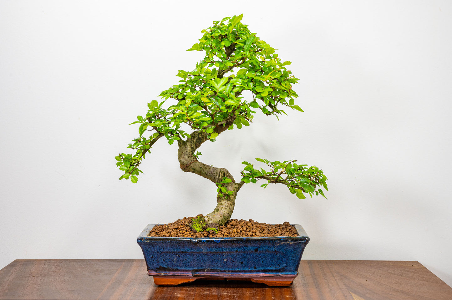 Chinese Elm Bonsai and Care Kit in 25cm Navy Ceramic Pot