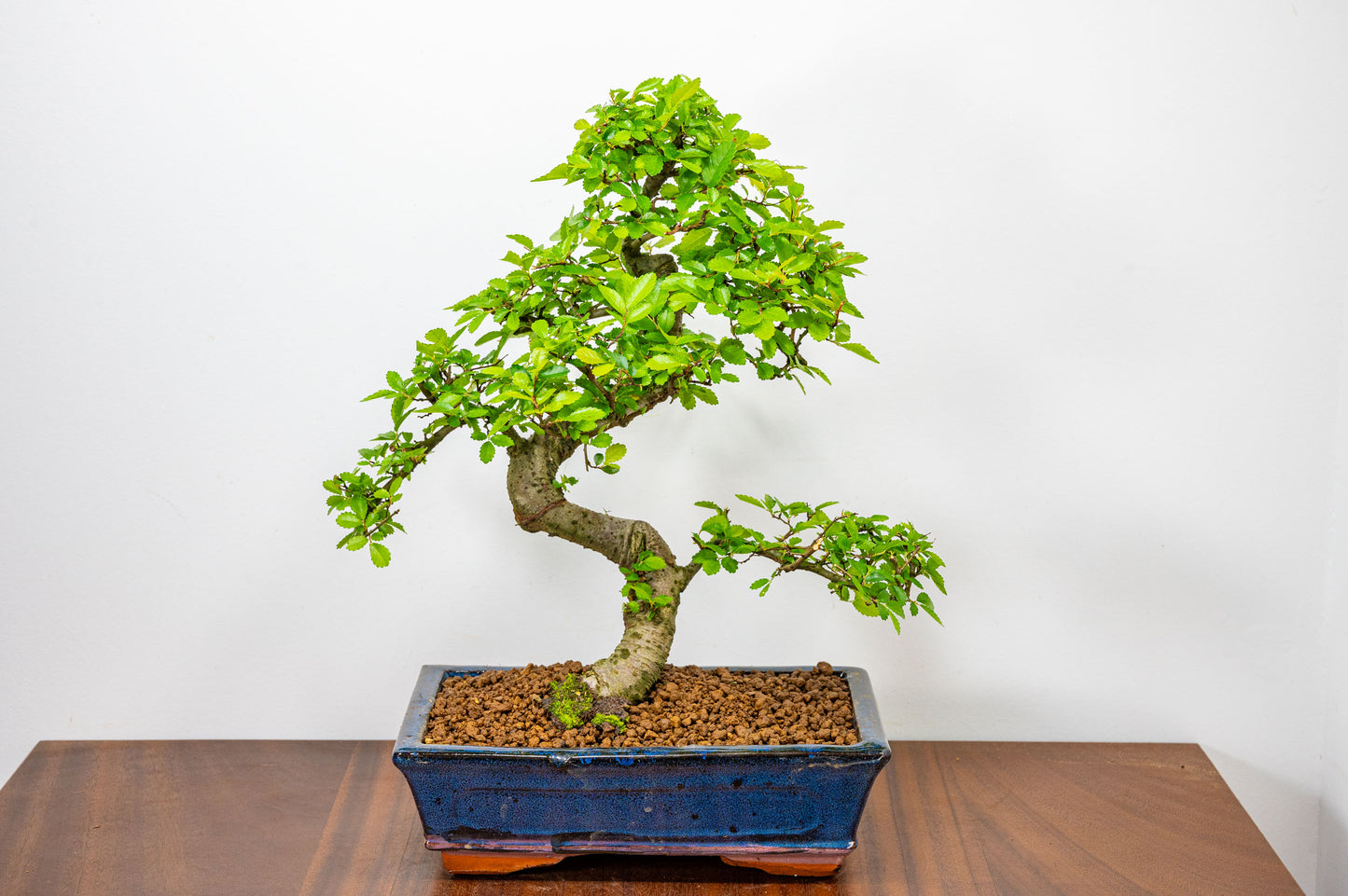 Chinese Elm Bonsai and Care Kit in 25cm Navy Ceramic Pot