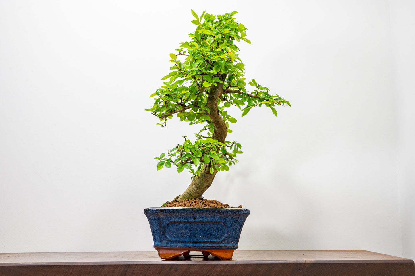 Chinese Elm Bonsai and Care Kit in 25cm Navy Ceramic Pot