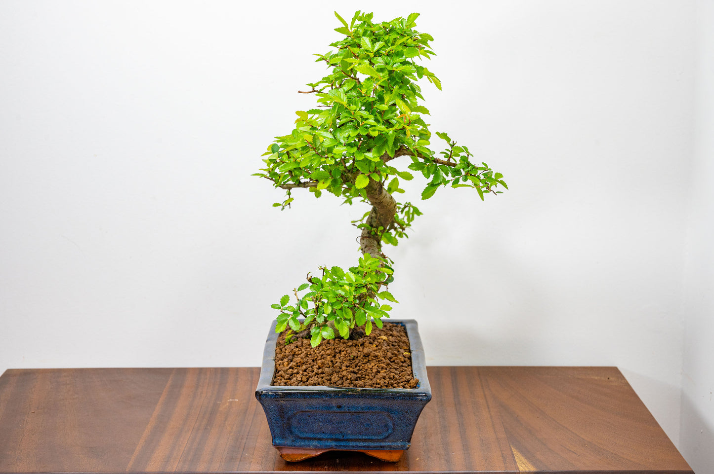 Chinese Elm Bonsai and Care Kit in 25cm Navy Ceramic Pot