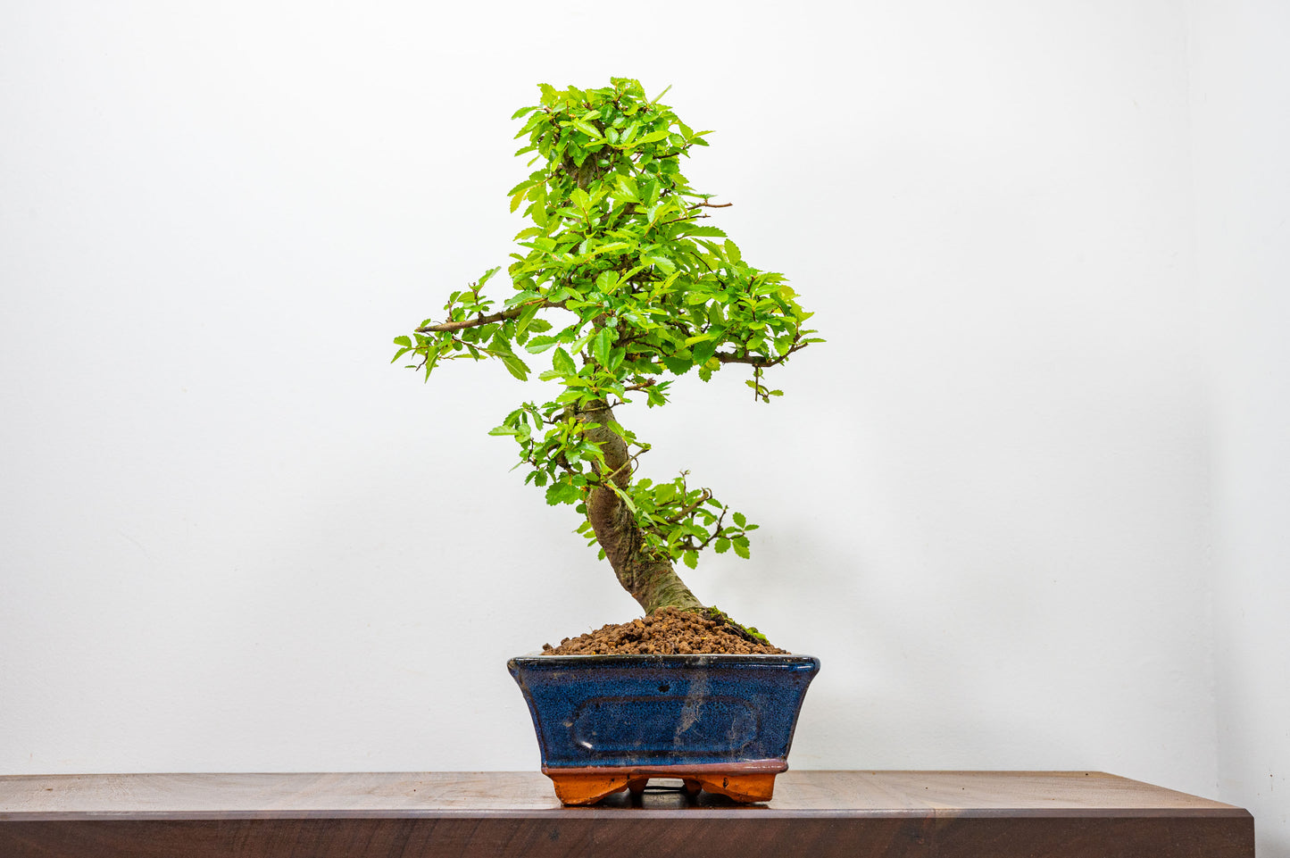 Chinese Elm Bonsai and Care Kit in 25cm Navy Ceramic Pot