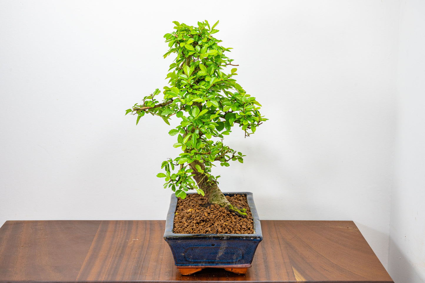 Chinese Elm Bonsai and Care Kit in 25cm Navy Ceramic Pot