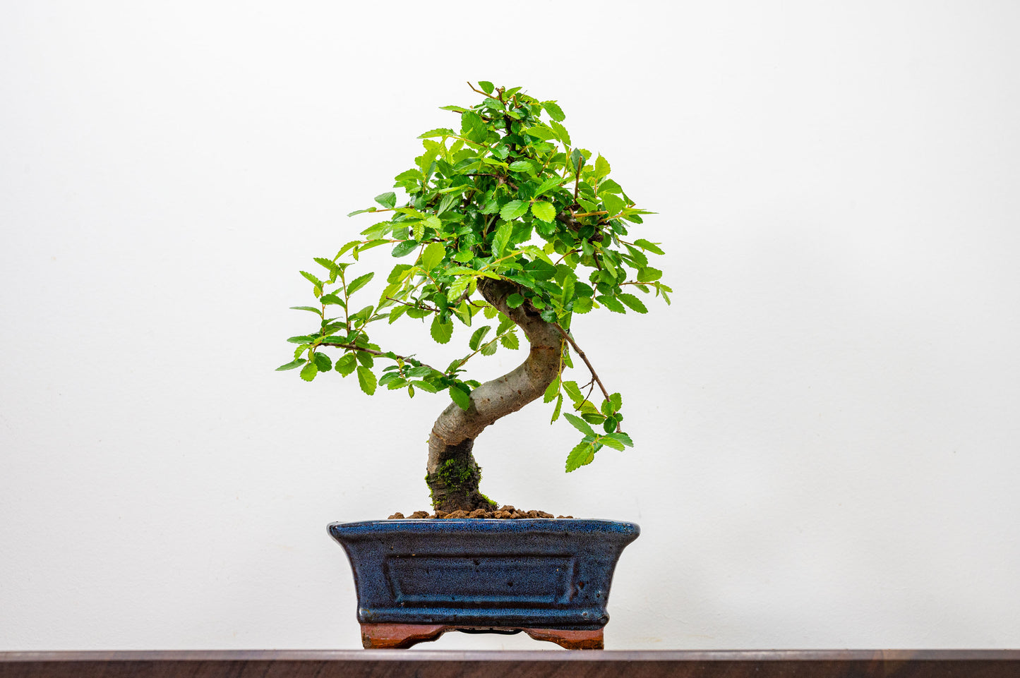 Chinese Elm Bonsai and Care Kit in 15cm Navy Ceramic Pot