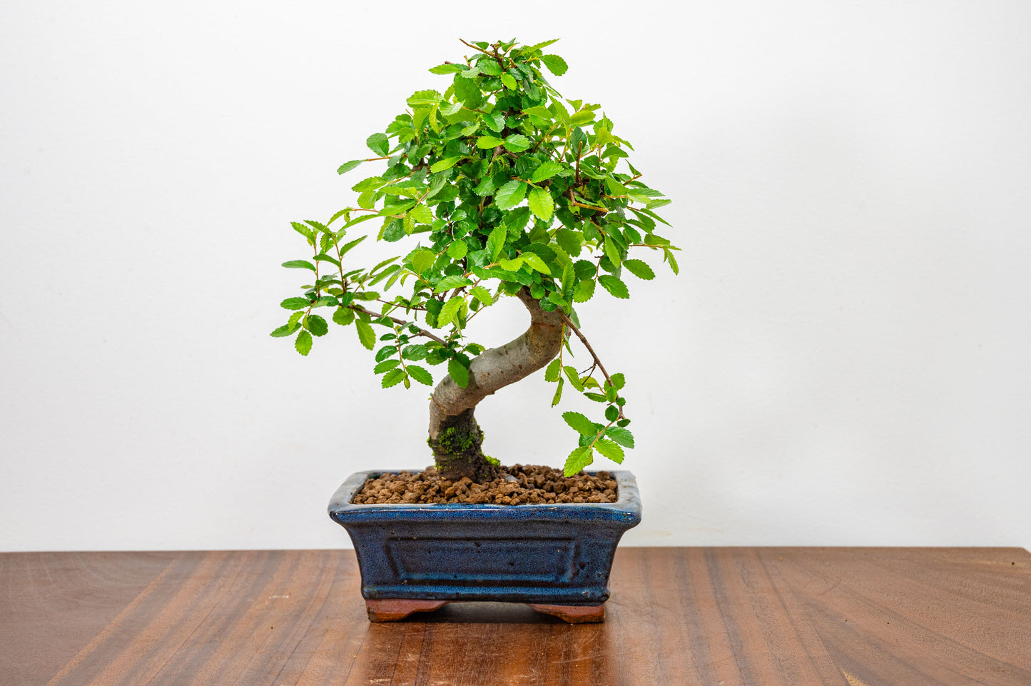 Chinese Elm Bonsai and Care Kit in 15cm Navy Ceramic Pot