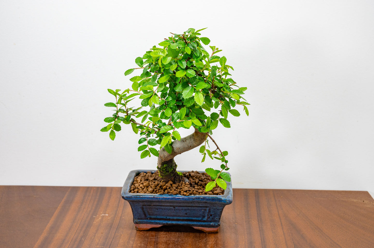 Chinese Elm Bonsai and Care Kit in 15cm Navy Ceramic Pot