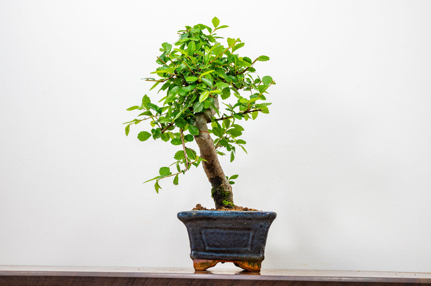 Chinese Elm Bonsai and Care Kit in 15cm Navy Ceramic Pot