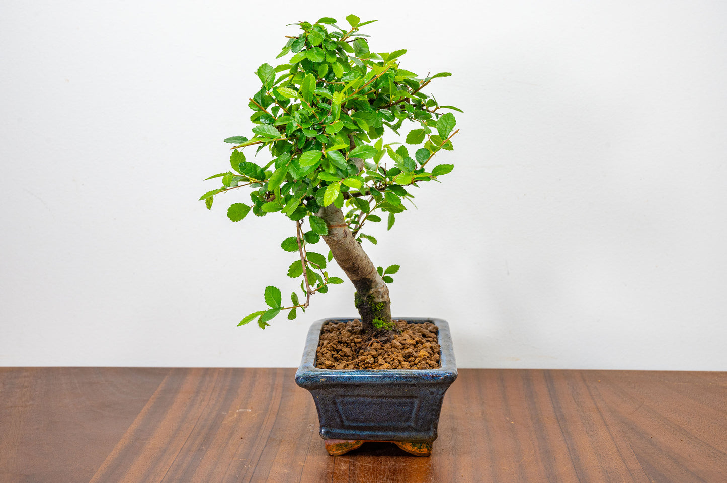 Chinese Elm Bonsai and Care Kit in 15cm Navy Ceramic Pot