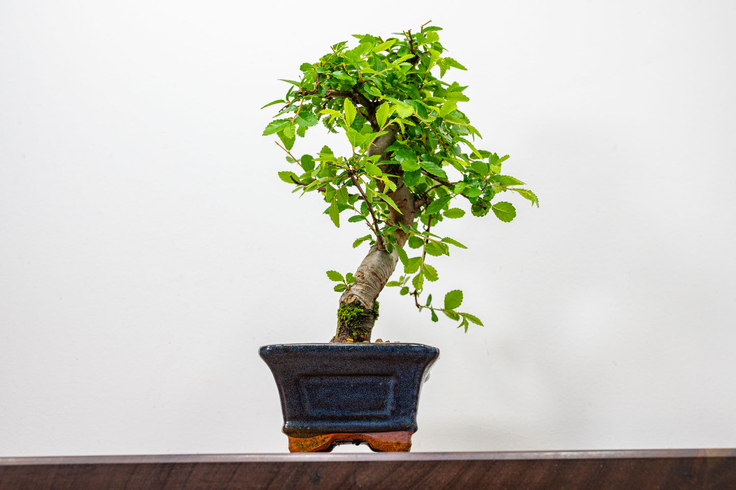 Chinese Elm Bonsai and Care Kit in 15cm Navy Ceramic Pot