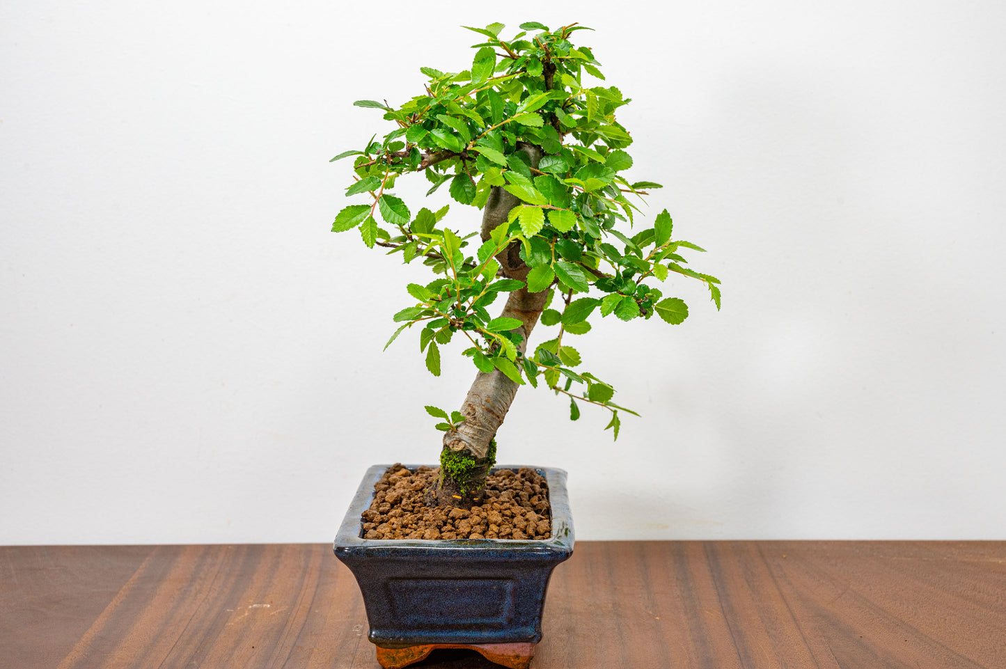 Chinese Elm Bonsai and Care Kit in 15cm Navy Ceramic Pot