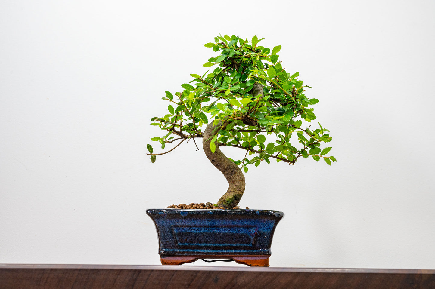 Chinese Elm Bonsai and Care Kit in 15cm Navy Ceramic Pot