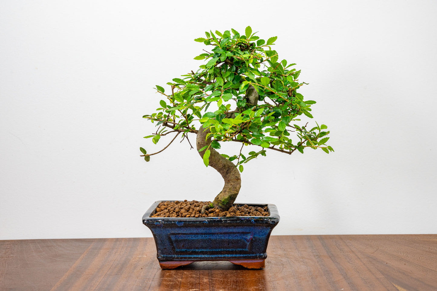 Chinese Elm Bonsai and Care Kit in 15cm Navy Ceramic Pot