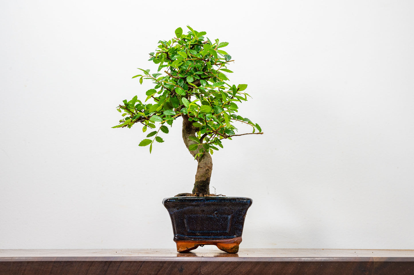 Chinese Elm Bonsai and Care Kit in 15cm Navy Ceramic Pot