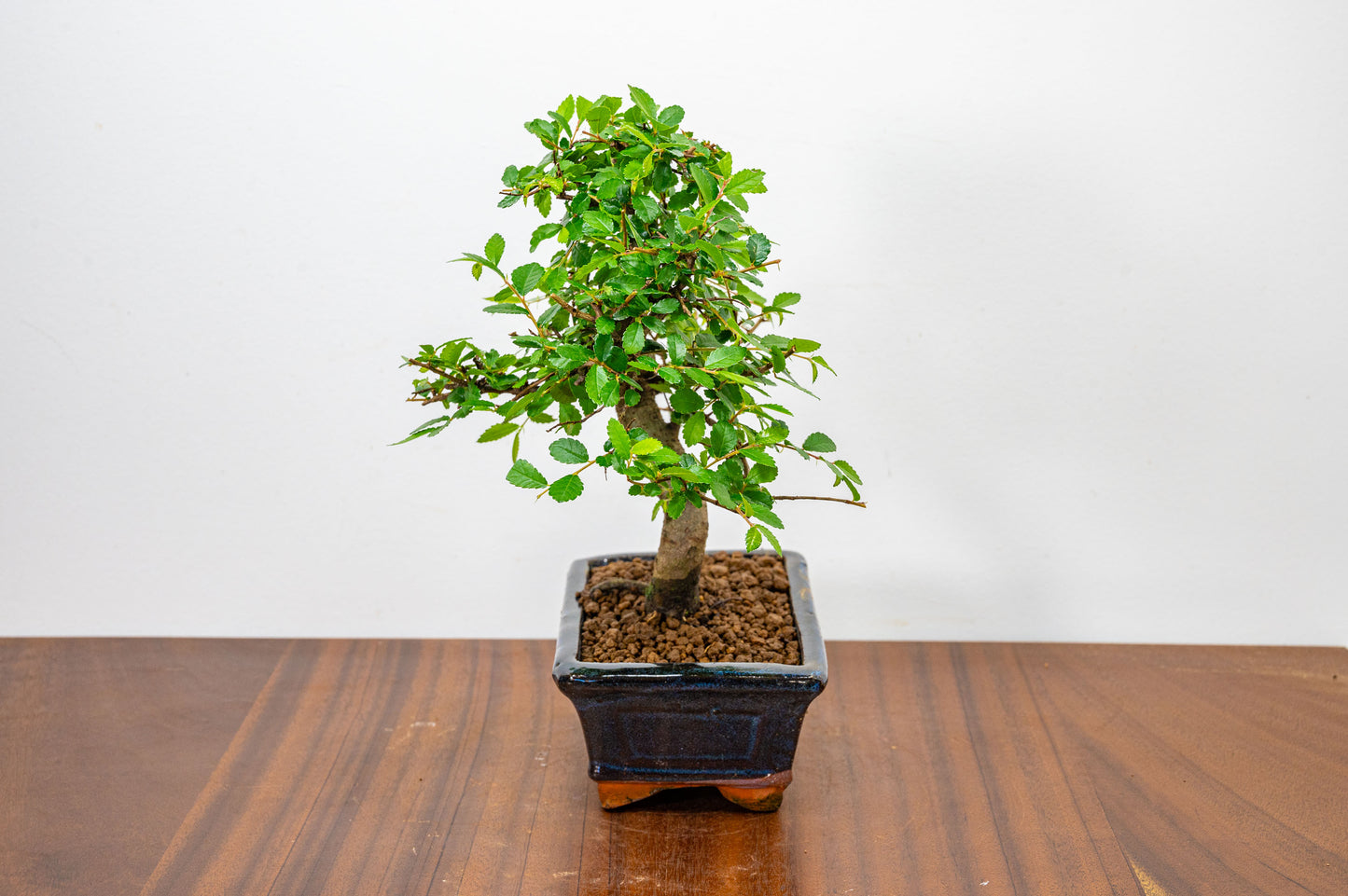 Chinese Elm Bonsai and Care Kit in 15cm Navy Ceramic Pot