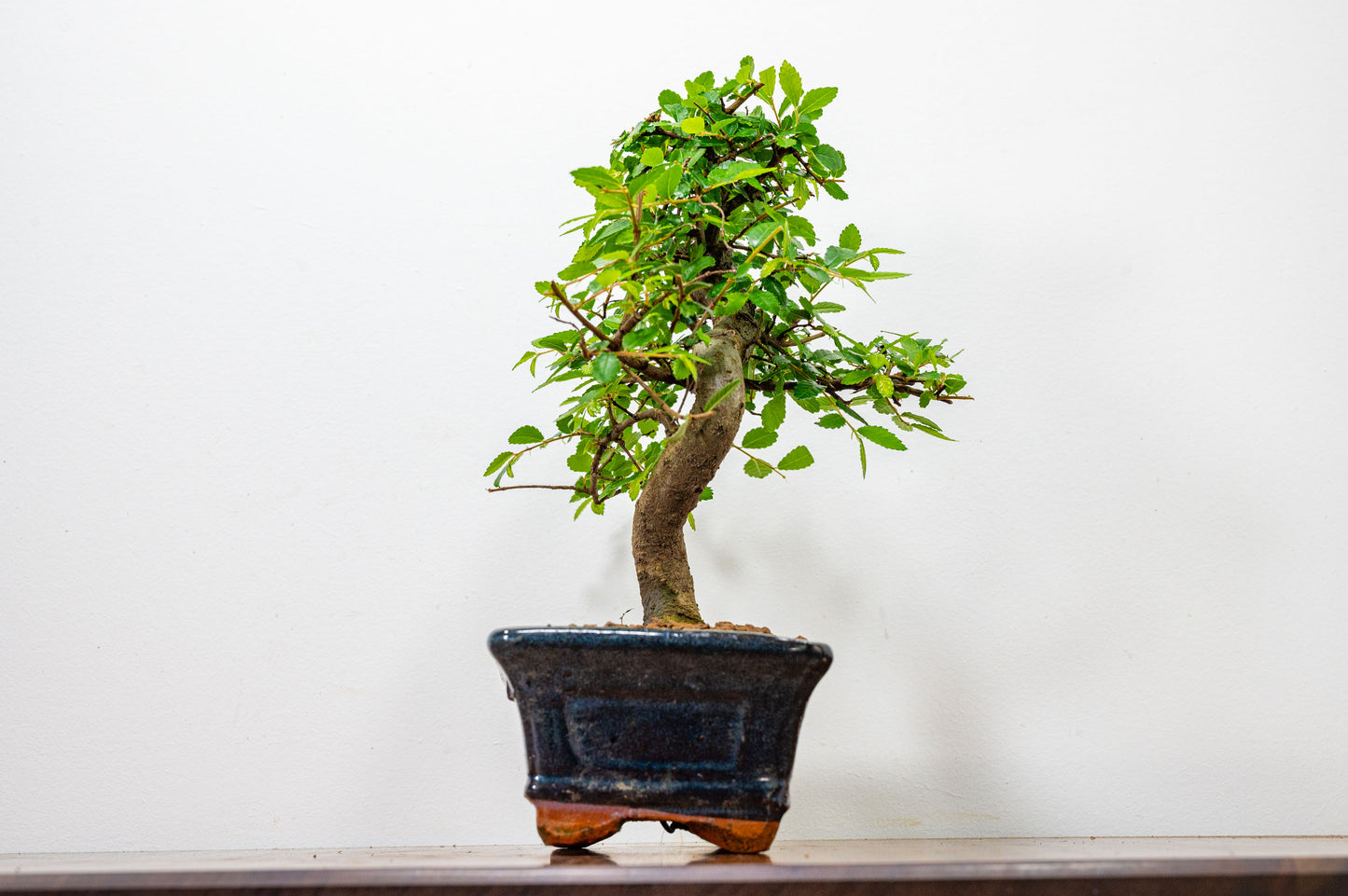 Chinese Elm Bonsai and Care Kit in 15cm Navy Ceramic Pot