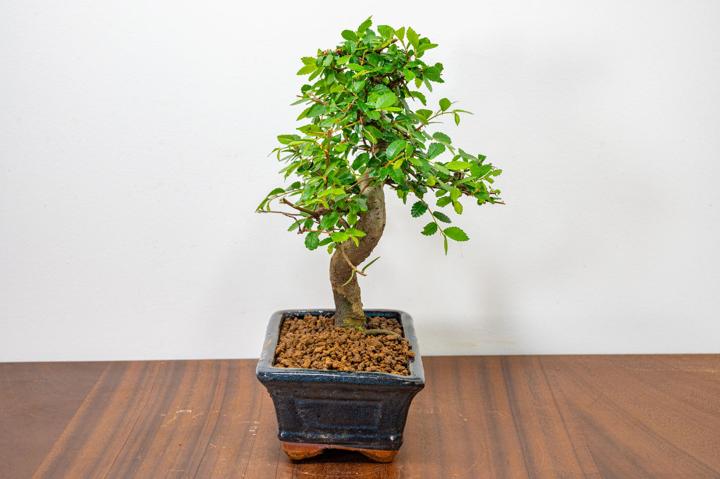 Chinese Elm Bonsai and Care Kit in 15cm Navy Ceramic Pot