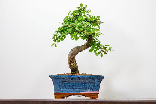 Chinese Elm Bonsai and Care Kit in 15cm Navy Ceramic Pot